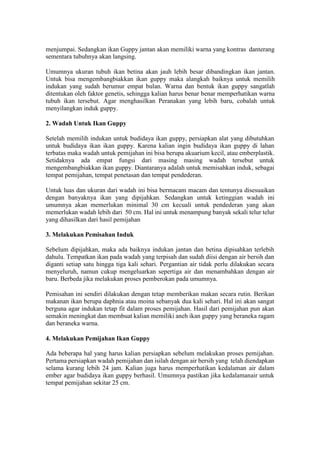 menjumpai. Sedangkan ikan Guppy jantan akan memiliki warna yang kontras danterang
sementara tubuhnya akan langsing.
Umumnya ukuran tubuh ikan betina akan jauh lebih besar dibandingkan ikan jantan.
Untuk bisa mengembangbiakkan ikan guppy maka alangkah baiknya untuk memilih
indukan yang sudah berumur empat bulan. Warna dan bentuk ikan guppy sangatlah
ditentukan oleh faktor genetis, sehingga kalian harus benar benar memperhatikan warna
tubuh ikan tersebut. Agar menghasilkan Peranakan yang lebih baru, cobalah untuk
menyilangkan induk guppy.
2. Wadah Untuk Ikan Guppy
Setelah memilih indukan untuk budidaya ikan guppy, persiapkan alat yang dibutuhkan
untuk budidaya ikan ikan guppy. Karena kalian ingin budidaya ikan guppy di lahan
terbatas maka wadah untuk pemijahan ini bisa berupa akuarium kecil, atau emberplastik.
Setidaknya ada empat fungsi dari masing masing wadah tersebut untuk
mengembangbiakkan ikan guppy. Diantaranya adalah untuk memisahkan induk, sebagai
tempat pemijahan, tempat penetasan dan tempat pendederan.
Untuk luas dan ukuran dari wadah ini bisa bermacam macam dan tentunya disesuaikan
dengan banyaknya ikan yang dipijahkan. Sedangkan untuk ketinggian wadah ini
umumnya akan memerlukan minimal 30 cm kecuali untuk pendederan yang akan
memerlukan wadah lebih dari 50 cm. Hal ini untuk menampung banyak sekali telur telur
yang dihasilkan dari hasil pemijahan
3. Melakukan Pemisahan Induk
Sebelum dipijahkan, maka ada baiknya indukan jantan dan betina dipisahkan terlebih
dahulu. Tempatkan ikan pada wadah yang terpisah dan sudah diisi dengan air bersih dan
diganti setiap satu hingga tiga kali sehari. Pergantian air tidak perlu dilakukan secara
menyeluruh, namun cukup mengeluarkan sepertiga air dan menambahkan dengan air
baru. Berbeda jika melakukan proses pemberokan pada umumnya.
Pemisahan ini sendiri dilakukan dengan tetap memberikan makan secara rutin. Berikan
makanan ikan berupa daphnia atau moina sebanyak dua kali sehari. Hal ini akan sangat
berguna agar indukan tetap fit dalam proses pemijahan. Hasil dari pemijahan pun akan
semakin meningkat dan membuat kalian memiliki aneh ikan guppy yang beraneka ragam
dan beraneka warna.
4. Melakukan Pemijahan Ikan Guppy
Ada beberapa hal yang harus kalian persiapkan sebelum melakukan proses pemijahan.
Pertama persiapkan wadah pemijahan dan isilah dengan air bersih yang telah diendapkan
selama kurang lebih 24 jam. Kalian juga harus memperhatikan kedalaman air dalam
ember agar budidaya ikan guppy berhasil. Umumnya pastikan jika kedalamanair untuk
tempat pemijahan sekitar 25 cm.
 