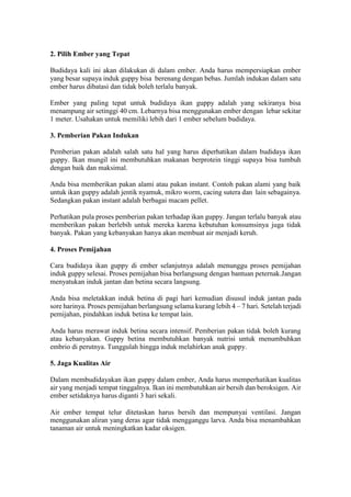 2. Pilih Ember yang Tepat
Budidaya kali ini akan dilakukan di dalam ember. Anda harus mempersiapkan ember
yang besar supaya induk guppy bisa berenang dengan bebas. Jumlah indukan dalam satu
ember harus dibatasi dan tidak boleh terlalu banyak.
Ember yang paling tepat untuk budidaya ikan guppy adalah yang sekiranya bisa
menampung air setinggi 40 cm. Lebarnya bisa menggunakan ember dengan lebar sekitar
1 meter. Usahakan untuk memiliki lebih dari 1 ember sebelum budidaya.
3. Pemberian Pakan Indukan
Pemberian pakan adalah salah satu hal yang harus diperhatikan dalam budidaya ikan
guppy. Ikan mungil ini membutuhkan makanan berprotein tinggi supaya bisa tumbuh
dengan baik dan maksimal.
Anda bisa memberikan pakan alami atau pakan instant. Contoh pakan alami yang baik
untuk ikan guppy adalah jentik nyamuk, mikro worm, cacing sutera dan lain sebagainya.
Sedangkan pakan instant adalah berbagai macam pellet.
Perhatikan pula proses pemberian pakan terhadap ikan guppy. Jangan terlalu banyak atau
memberikan pakan berlebih untuk mereka karena kebutuhan konsumsinya juga tidak
banyak. Pakan yang kebanyakan hanya akan membuat air menjadi keruh.
4. Proses Pemijahan
Cara budidaya ikan guppy di ember selanjutnya adalah menunggu proses pemijahan
induk guppy selesai. Proses pemijahan bisa berlangsung dengan bantuan peternak.Jangan
menyatukan induk jantan dan betina secara langsung.
Anda bisa meletakkan induk betina di pagi hari kemudian disusul induk jantan pada
sore harinya. Proses pemijahan berlangsung selama kurang lebih 4 – 7 hari. Setelah terjadi
pemijahan, pindahkan induk betina ke tempat lain.
Anda harus merawat induk betina secara intensif. Pemberian pakan tidak boleh kurang
atau kebanyakan. Guppy betina membutuhkan banyak nutrisi untuk menumbuhkan
embrio di perutnya. Tunggulah hingga induk melahirkan anak guppy.
5. Jaga Kualitas Air
Dalam membudidayakan ikan guppy dalam ember, Anda harus memperhatikan kualitas
air yang menjadi tempat tinggalnya. Ikan ini membutuhkan air bersih dan beroksigen. Air
ember setidaknya harus diganti 3 hari sekali.
Air ember tempat telur ditetaskan harus bersih dan mempunyai ventilasi. Jangan
menggunakan aliran yang deras agar tidak mengganggu larva. Anda bisa menambahkan
tanaman air untuk meningkatkan kadar oksigen.
 