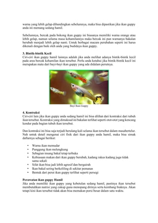 warna yang lebih gelap dibandingkan sebelumnya, maka bisa dipastikan jika ikan guppy
anda ini memang sedang hamil.
Sebelumnya, bercak pada bokong ikan guppy ini biasanya memiliki warna orange atau
lebih gelap, namun selama masa kehamilannya maka bercak ini pun warnanya bakalan
berubah menjadi lebih gelap nanti. Untuk berbagai macam perubahan seperti ini harus
dikenali dengan baik oleh anda yang budidaya ikan guppy.
3. Bintik-bintik Kecil
Ciri-ciri ikan guppy hamil lainnya adalah jika anda melihat adanya bintik-bintik kecil
pada area bercak kehamilan ikan tersebut. Perlu anda ketahui jika bintik-bintik kecil ini
merupakan mata dari bayi-bayi ikan guppy yang ada didalam perutnya.
Bayi Ikan Guppy
4. Kontraksi
Ciri-ciri lain jika ikan guppy anda sedang hamil ini bisa dilihat dari kontraksi dari tubuh
ikan tersebut. Kontraksi yang dimaksud ini bakalan terlihat seperti otot-otot yang kencang
kendur pada bagian tubuh ikan tersebut.
Dan kontraksi ini bisa saja terjadi berulang kali selama ikan tersebut dalam masabertelur.
Nah untuk detail mengenai ciri fisik dari ikan guppy anda hamil, maka bisa simak
daftarnya sebagai berikut:
• Warna ikan memudar
• Punggung ikan melengkung
• Sebagian insang bakal tetap terbuka
• Kebiasaan makan dari ikan guppy berubah, kadang rakus kadang juga tidak
sama sekali
• Sifat ikan bisa jadi lebih agresif dan bergairah
• Ikan bakal sering berkeliling di sekitar pemanas
• Bentuk dari perut ikan guppy terlihat seperti persegi
Perawatan ikan guppy Hamil
Jika anda memiliki ikan guppy yang kebetulan sedang hamil, pastinya ikan tersebut
membutuhkan nutrisi yang cukup guna menopang dirinya serta kembang biaknya. Akan
tetapi kini ikan tersebut tidak akan bisa memakan porsi besar dalam satu waktu.
 