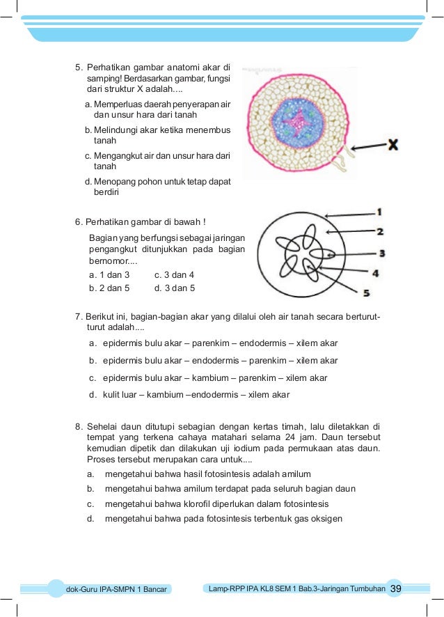 RPP IPA K 13 KELAS 8 SEMESTER 1 Bab3 Taringan Tumbuhan