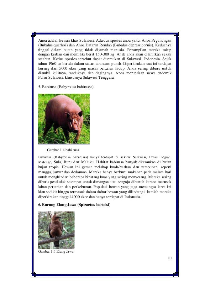 83 Gambar Hewan Anoa Dan Tapir Gratis