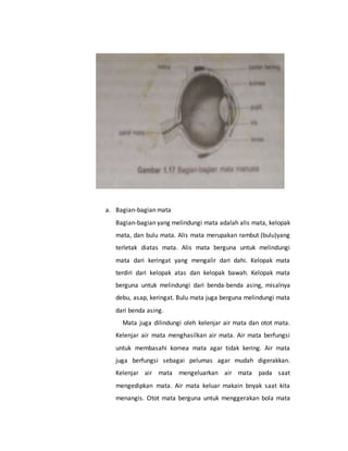 a. Bagian-bagian mata 
Bagian-bagian yang melindungi mata adalah alis mata, kelopak 
mata, dan bulu mata. Alis mata merupakan rambut (bulu)yang 
terletak diatas mata. Alis mata berguna untuk melindungi 
mata dari keringat yang mengalir dari dahi. Kelopak mata 
terdiri dari kelopak atas dan kelopak bawah. Kelopak mata 
berguna untuk melindungi dari benda-benda asing, misalnya 
debu, asap, keringat. Bulu mata juga berguna melindungi mata 
dari benda asing. 
Mata juga dilindungi oleh kelenjar air mata dan otot mata. 
Kelenjar air mata menghasilkan air mata. Air mata berfungsi 
untuk membasahi kornea mata agar tidak kering. Air mata 
juga berfungsi sebagai pelumas agar mudah digerakkan. 
Kelenjar air mata mengeluarkan air mata pada saat 
mengedipkan mata. Air mata keluar makain bnyak saat kita 
menangis. Otot mata berguna untuk menggerakan bola mata 
 