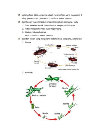 Metamorfosis tidak sempurna adalah metamorfosis yang mengalami 3
tahap pertumbuhan, yaitu telur  nimfa  hewan dewasa.
3 ciri hewan yang mengalami metamorfosis tidak sempurna, yaitu:
1. Saat menetas bentuk hewan hampir menyerupai induknya.
2. Tidak mengalami masa pupa/ kepompong.
3. Urutan metamorfosisnya:
telur → nimfa → hewan dewasa
2 contoh hewan yang mengalami metamorfosis sempurna, antara lain:
1. Kecoa
2. Belalang
 