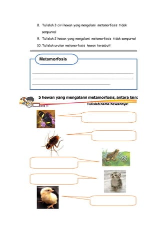 8. Tulislah 3 ciri hewan yang mengalami metamorfosis tidak
sempurna!
9. Tulislah 2 hewan yang mengalami metamorfosis tidak sempurna!
10. Tulislah urutan metamorfosis hewan tersebut!
……………………………………………………………………………………………………………………………………
……………………………………………………………………………………………………………………………………
……………………………………………………………………………………………………..
Metamorfosis
5 hewan yang mengalami metamorfosis, antara lain:
Tulislah nama hewannya!
 