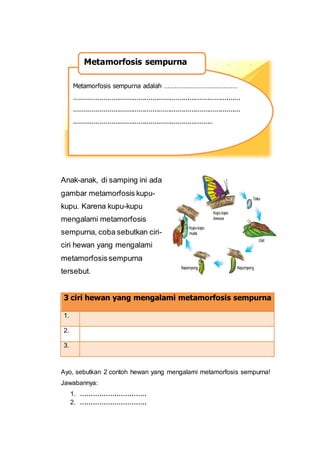 Anak-anak, di samping ini ada
gambar metamorfosis kupu-
kupu. Karena kupu-kupu
mengalami metamorfosis
sempurna, coba sebutkan ciri-
ciri hewan yang mengalami
metamorfosissempurna
tersebut.
3 ciri hewan yang mengalami metamorfosis sempurna
1.
2.
3.
Ayo, sebutkan 2 contoh hewan yang mengalami metamorfosis sempurna!
Jawabannya:
1. ………………………….
2. ………………………….
Metamorfosis sempurna adalah ……………………………………
.....................................................................................
.....................................................................................
.......................................................................
Metamorfosis sempurna
 