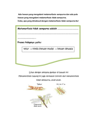 Ada hewan yang mengalami metamorfosis sempurna dan ada pula
hewan yang mengalami metamorfosis tidak sempurna.
Coba, apa yang dimaksud dengan metamorfosis tidak sempurna itu!
Lihat dengan seksama gambar di bawah ini!
Metamorfosis capung ini juga termasuk contoh dari metamorfosis
tidak sempurna, anak-anak.
Metamorfosis tidak sempurna adalah ……………………………………
……………………………………………………………………………………………………………
……………………………..
Proses hidupnya yaitu:
telur  nimfa (hewan muda)  hewan dewasa
 