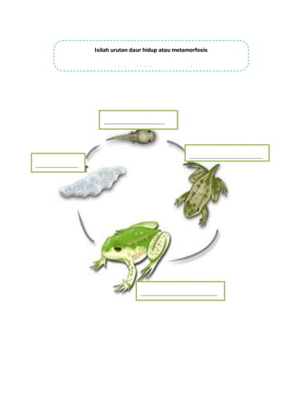 …………………………………………..
……………………………………………………
……………………………..
………………………………………………………
Isilah urutan daur hidup atau metamorfosis
pada katak ini dengan tepat ya!
 