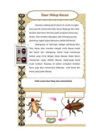 Daur Hidup Kecoa
Jika kamu sedang bersih-bersih di rumah, mungkin
kamu pernah menemukan telur kecoa. Biasanya, telur-telur
tersebut akan kamu temukan pada tumpukan kertas atau
kardus. Telur tersebut dibungkus oleh selongsong yang
bentuknya seperti kapsul berwarna cokelat kehitaman.
Selongsong ini berfungsi sebagai pelindung telur.
Telur kecoa akan menetas menjadi nimfa (kecoa muda)
dan keluar dari selongsong. Kecoa muda mempunyai
bentuk yang mirip dengan kecoa dewasa, tetapi belum
mempunyai sayap. Setelah dewasa, sayap-sayap kecoa
mulai tumbuh. Biasanya, di sekitar tumpukan tersebut,
kamu juga akan menemukan beberapa anak kecoa dan
kecoa yang sudah dewasa.
Telur Kecoa
………………………….. …………………………………
……………….…
Isilah urutan daur hidup atau metamorfosis
pada kecoak ini dengan tepat ya!
 
