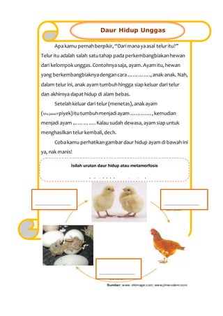 Apakamu pernahberpikir, “Darimanayaasal telur itu?”
Telur itu adalah salah satutahap pada perkembangbiakanhewan
dari kelompokunggas. Contohnyasaja, ayam. Ayam itu, hewan
yang berkembangbiaknyadengancara…………., anak-anak. Nah,
dalam telur ini, anak ayam tumbuhhingga siap keluar dari telur
dan akhirnya dapat hidup di alam bebas.
Setelahkeluar dari telur (menetas), anakayam
(bhs.jawa=piyek)itutumbuhmenjadiayam …………, kemudian
menjadi ayam …………. Kalau sudah dewasa, ayam siap untuk
menghasilkan telur kembali, dech.
Cobakamu perhatikangambar daur hidup ayam di bawah ini
ya, nak manis!
Daur Hidup Unggas
……………………………….. ………………………………..
………………………………..
Isilah urutan daur hidup atau metamorfosis
pada katak ini dengan tepat ya!
 