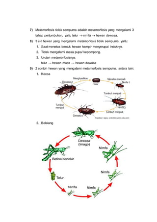 7) Metamorfosis tidak sempurna adalah metamorfosis yang mengalami 3
tahap pertumbuhan, yaitu telur  nimfa  hewan dewasa.
8) 3 ciri hewan yang mengalami metamorfosis tidak sempurna, yaitu:
1. Saat menetas bentuk hewan hampir menyerupai induknya.
2. Tidak mengalami masa pupa/ kepompong.
3. Urutan metamorfosisnya:
telur → hewan muda → hewan dewasa
9) 2 contoh hewan yang mengalami metamorfosis sempurna, antara lain:
1. Kecoa
2. Belalang
 