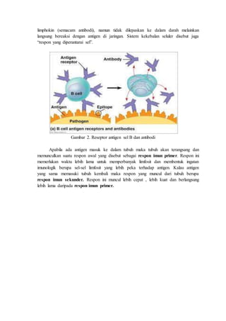 limphokin (semacam antibodi), namun tidak dilepaskan ke dalam darah melainkan
langsung bereaksi dengan antigen di jaringan. Sistem kekebalan seluler disebut juga
“respon yang diperantarai sel”.
Gambar 2. Reseptor antigen sel B dan antibodi
Apabila ada antigen masuk ke dalam tubuh maka tubuh akan terangsang dan
memunculkan suatu respon awal yang disebut sebagai respon imun primer. Respon ini
memerlukan waktu lebih lama untuk memperbanyak limfosit dan membentuk ingatan
imunologik berupa sel-sel limfosit yang lebih peka terhadap antigen. Kalau antigen
yang sama memasuki tubuh kembali maka respon yang muncul dari tubuh berupa
respon imun sekunder. Respon ini muncul lebih cepat , lebih kuat dan berlangsung
lebih lama daripada respon imun primer.
 