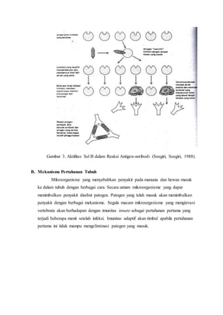 Gambar 3. Aktifitas Sel B dalam Reaksi Antigen-antibodi (Soegiri, Soegiri, 1988).
B. Mekanisme Pertahanan Tubuh
Mikroorganisme yang menyebabkan penyakit pada manusia dan hewan masuk
ke dalam tubuh dengan berbagai cara. Secara umum mikroorganisme yang dapat
menimbulkan penyakit disebut patogen. Patogen yang telah masuk akan menimbulkan
penyakit dengan berbagai mekanisme. Segala macam mikroorganisme yang menginvasi
vertebrata akan berhadapan dengan imunitas innate sebagai pertahanan pertama yang
terjadi beberapa menit setelah infeksi. Imunitas adaptif akan timbul apabila pertahanan
pertama ini tidak mampu mengeliminasi patogen yang masuk.
 