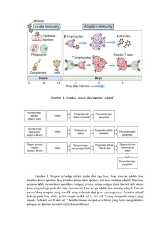 Gambar 4. Imunitas innate dan imunitas adaptif
Gambar 5. Respon terhadap infeksi terdiri dari tiga fase. Fase tersebut adalah fase
imunitas innate spontan, fase imunitas innate tidak spontan, dan fase imunitas adaptif. Dua fase
pertama tidak memerlukan spesifikasi antigen, artinya semua antigen akan dikenali oleh sistem
imun yang bekerja pada dua fase pertama ini. Fase ketiga adalah fase imunitas adaptif. Fase ini
memerlukan reseptor yang spesifik yang terbentuk dari gene rearrangement. Imunitas adaptif
bekerja pada fase akhir, sebab sangat sedikit sel B dan sel T yang mengenali antigen yang
masuk. Sebelum sel B dan sel T berdiferensiasi menjadi sel efektor yang dapat mengeliminasi
patogen, sel limfosit tersebut melakukan proliferasi.
 