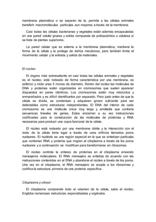 membrana plasmática o se separan de la, permite a las células animales 
transferir macromoléculas partículas aun mayores a través de la membrana. 
Casi todas las células bacterianas y vegetales están además encapsuladas 
en una pared celular gruesa y solida compuesta de polisacáridos o celulosa si 
se trata de plantas superiores. 
La pared celular que es externa a la membrana plasmática, mantiene la 
forma de la célula y la protege de daños mecánicos, pero también limita el 
movimiento celular y la entrada y salida de materiales. 
El núcleo 
El órgano más sobresaliente en casi todas las células animales y vegetales 
es el núcleo; está rodeado de forma característica por una membrana, es 
esférico y mide unas 5 micras de diámetro. Dentro del núcleo las moléculas de 
DNA y proteínas están organizadas en cromosomas que suelen aparecer 
dispuestos en pares idénticos. Los cromosomas están muy retorcidos y 
enmarañados y es difícil identificarlos por separado. Pero justo antes de que la 
célula se divida, se condensan y adquieren grosor suficiente para ser 
detectables como estructuras independientes. El DNA del interior de cada 
cromosoma es una molécula única muy larga y arrolladla que contiene 
secuencias lineales de genes. Estos encierran a su vez instrucciones 
codificadas para la construcción de las moléculas de proteínas y RNA 
necesarias para producir una copia funcional de la célula. 
El núcleo está rodeado por una membrana doble y la interacción con el 
resto de la célula tiene lugar a través de unos orificios llamados poros 
nucleares. El nucléolo es una región especial en la que se sintetizan partículas 
que contienen RNA y proteína que migran al citoplasma a través de los poros 
nucleares y a continuación se modifican para transformarse en ribosomas. 
El núcleo controla la síntesis de proteínas en el citoplasma enviando 
mensajeros moleculares. El RNA mensajero se sintetiza de acuerdo con las 
instrucciones contenidas en el DNA y abandona el núcleo a través de los poros. 
Una vez en el citoplasma, el RNA mensajero se acopla a los ribosomas y 
codifica la estructura primaria de una proteína específica. 
Citoplasma y citosol 
El citoplasma comprende todo el volumen de la célula, salvo el núcleo. 
Engloba numerosas estructuras especializadas y orgánulos. 
 