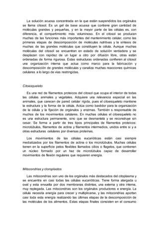 La solución acuosa concentrada en la que están suspendidos los orgánulos 
se llama citosol. Es un gel de base acuosa que contiene gran cantidad de 
moléculas grandes y pequeñas, y en la mayor parte de las células es, con 
diferencia, el compartimiento más voluminoso. En el citosol se producen 
muchas de las funciones más importantes del mantenimiento celular, como las 
primeras etapas de descomposición de moléculas nutritivas y la síntesis de 
muchas de las grandes moléculas que constituyen la célula. Aunque muchas 
moléculas del citosol se encuentran en estado de solución verdadera y se 
desplazan con rapidez de un lugar a otro por difusión libre, otras están 
ordenadas de forma rigurosa. Estas estructuras ordenadas confieren al citosol 
una organización interna que actua como marco para la fabricación y 
descomposición de grandes moléculas y canaliza muchas reacciones químicas 
celulares a lo largo de vías restringidas. 
Citoesqueleto 
Es una red de filamentos proteicos del citosol que ocupa el interior de todas 
las células animales y vegetales. Adquiere una relevancia especial en las 
animales, que carecen de pared celular rígida, pues el citoesqueleto mantiene 
la estructura y la forma de la célula. Actúa como bastidor para la organización 
de la célula y la fijación de orgánulos y enzimas. También s responsable de 
muchos de los movimientos celulares. En muchas células el citoesqueleto no 
es una estructura permanente, sino que se desmantela y se reconstruye sin 
cesar. Se forma a partir de tres tipos principales de filamentos proteicos: 
microtúbulos, filamentos de actina y filamentos intermedios, unidos entre si y a 
otras estructuras celulares por diversas proteínas. 
Los movimientos de las células eucarióticas están casi siempre 
mediatizados por los filamentos de actina o los microtúbulos. Muchas células 
tienen en la superficie pelos flexibles llamados cilios o flagelos, que contienen 
un núcleo formado por un haz de microtúbulos capaz de desarrollar 
movimientos de flexión regulares que requieren energía. 
Mitocondrias y cloroplastos 
Las mitocondrias son uno de los orgánulos más destacados del citoplasma y 
se encuentra en casi todas las células eucarióticas. Tiene forma alargada u 
oval y esta envuelta por dos membranas distintas, una externa y otra interna, 
muy replegada. Las mitocondrias son los orgánulos productores e energía. La 
célula necesita energía para crecer y multiplicarse, y las mitocondrias aportan 
casi toda esta energía realizando las últimas etapas de la descomposición de 
las moléculas de los alimentos. Estas etapas finales consisten en el consumo 
 