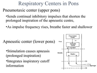 RP Regulation of respiration.pptx.path of RESPIRATORY | PPT