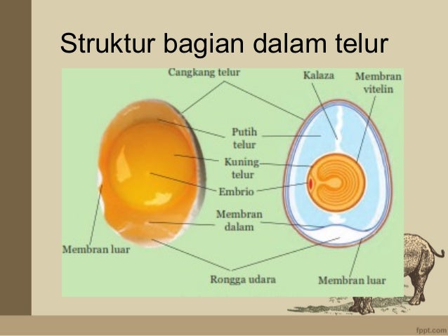 Reproduksi pada  hewan 