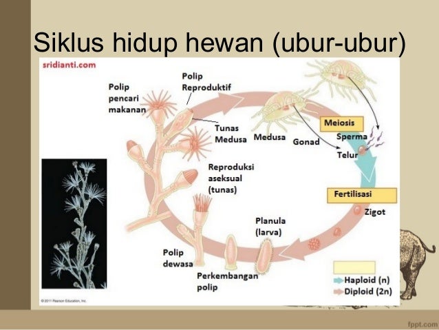 Reproduksi Pada Hewan 79387457