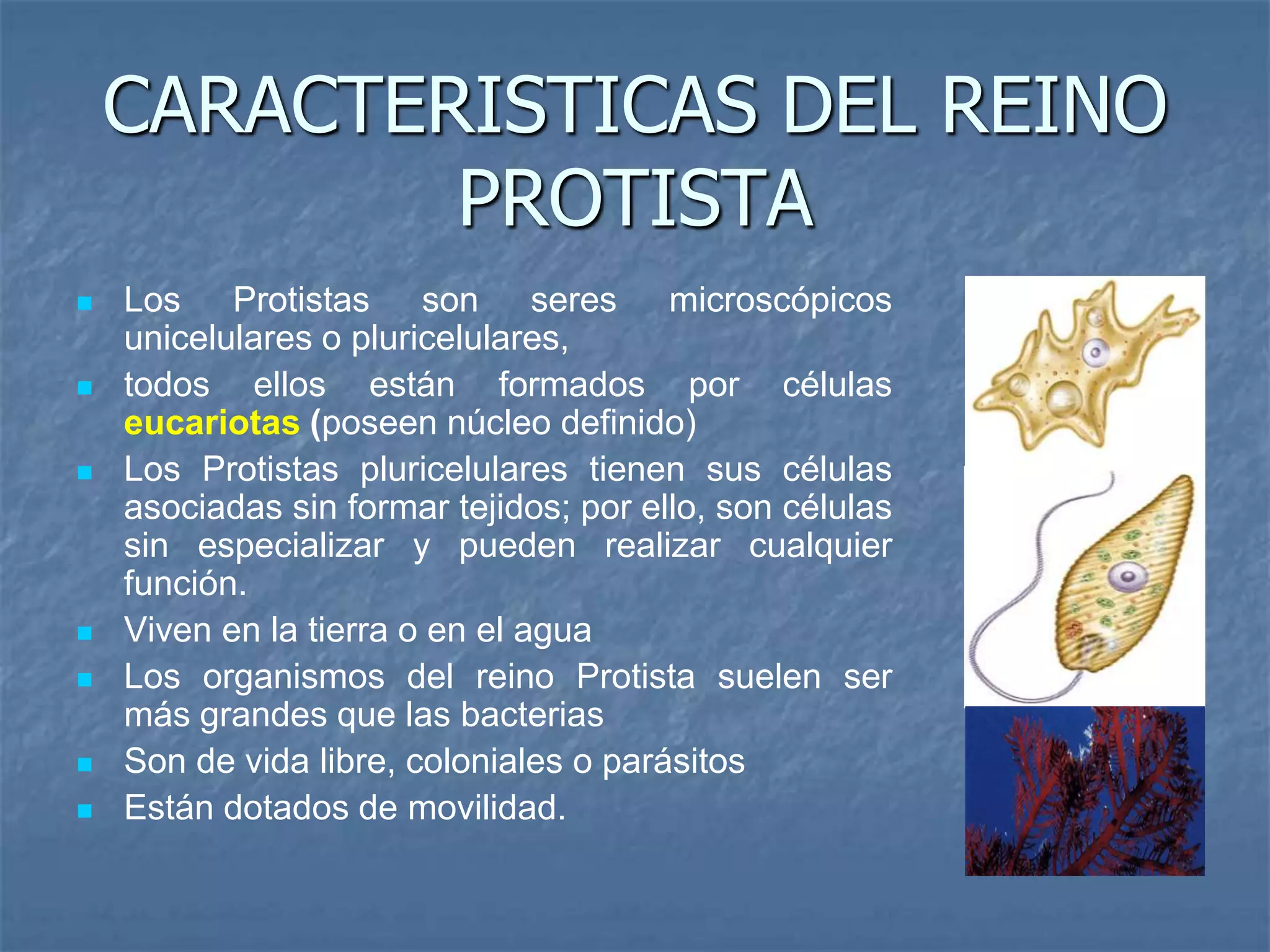 Rprotista1 | PPSX