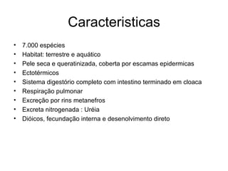 Caracteristicas 7.000 espécies Habitat: terrestre e aquático Pele seca e queratinizada, coberta por escamas epidermicas Ectotérmicos Sistema digestório completo com intestino terminado em cloaca Respiração pulmonar Excreção por rins metanefros Excreta nitrogenada : Uréia Dióicos, fecundação interna e desenolvimento direto 