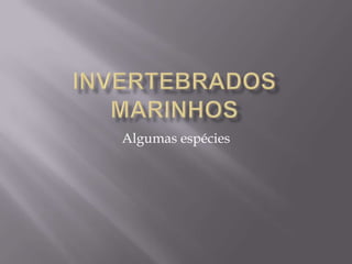 Invertebrados marinhosAlgumas espécies