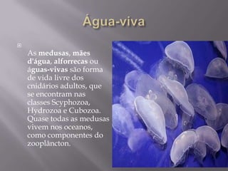 Água-vivaAs medusas, mães d'água, alforrecas ou águas-vivas são forma de vida livre dos cnidários adultos, que se encontram nas classes Scyphozoa, Hydrozoa e Cubozoa. Quase todas as medusas vivem nos oceanos, como componentes do zooplâncton.