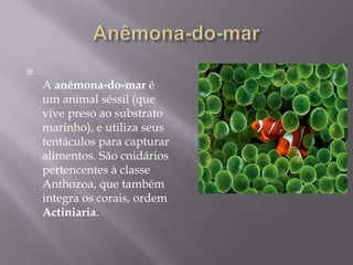 Anêmona-do-marA anêmona-do-mar é um animal séssil (que vive preso ao substrato marinho), e utiliza seus tentáculos para capturar alimentos. São cnidários pertencentes à classe Anthozoa, que também integra os corais, ordem Actiniaria.