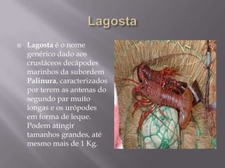 LagostaLagosta é o nome genérico dado aos crustáceos decápodes marinhos da subordem Palinura, caracterizados por terem as antenas do segundo par muito longas e os urópodes em forma de leque. Podem atingir tamanhos grandes, até mesmo mais de 1 Kg.