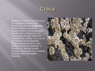 CracaCraca é o nome comum para os crustáceos marinhos sésseis da classe cirripedia. Estes animais quando adultos têm o exoesqueleto calcificado composto por várias placas que definem uma forma cónica. As cracas escolhem normalmente substratos rochosos, mas podem fixar-se também a fundos de barcos (onde causam estragos) ou a outros animais (por exemplo baleias).