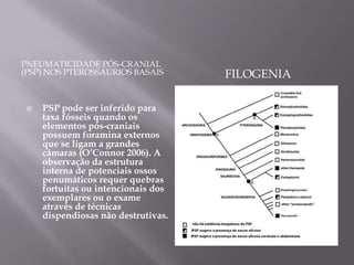 PNEUMATICIDADE PÓS-CRANIAL (PSP) NOS PTEROSSAURIOS BASAISFilogenia PSP pode ser inferido para taxa fósseis quando os elementos pós-craniais possuem foramina externos que se ligam a grandes câmaras (O’Connor 2006). A observação da estrutura interna de potenciais ossos penumáticos requer quebras fortuitas ou intencionais dos exemplares ou o exame através de técnicas dispendiosas não destrutivas.