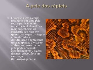 A pele dos répteisOs répteis têm o corpo recoberto por uma pele seca e praticamente impermeável. As células mais superficiais da epiderme são ricas em queratina, o que protege o animal contra a desidratação e representa uma adaptação à vida em ambientes terrestres. A pele pode apresentar escamas (cobras), placas (jacarés, crocodilos) ou carapaças (tartarugas, jabutis). 