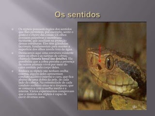  Os sentidosOs répteis possuem órgãos dos sentidos que lhes permitem, por exemplo, sentir o gosto e o cheiro das coisas. Os olhos possuem pálpebras e membrana nictitante, que auxiliam na proteção dessas estruturas. Eles têm glândulas lacrimais, fundamentais para manter a superfície dos olhos úmida fora da água. Destacamos aqui uma estrutura existente entre os olhos e as narinas de cobras, chamada fosseta loreal (no detalhe). Ela possibilita que a cobra perceba a presença de outros animais vivos por meio do calor emitido pelo corpo deles. Embora os répteis não tenham orelha externa, alguns deles apresentam conduto auditivo externo e curo, que fica abaixo de uma dobra da pele, de cada lado da cabeça. Na extremidade de cada conduto auditivo situa-se o tímpano, que se comunica com a orelha média e a interna. Vários experimentos comprovam que a maioria dos répteis é capaz de ouvir diversos sons. 