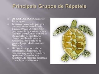 Principais Grupos de RépeteisOs Quelónios (Cágados e Tartarugas) Têm o corpo coberto por uma carapaça óssea revestida de placas córneas. O esqueleto é parcialmente ligado à carapaça. Não têm dentes, mas as maxilas são cobertas de substância córnea que lhes dá grande resistência. São dotados de grande longevidade (mais de 200 anos). Há dois tipos principais de tartarugas: as terrestres, de carapaça arqueada e membros aptos para a marcha, e as aquáticas, de carapaça achatada e membros remi formes. 