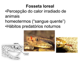 Fosseta loreal
•Percepção do calor irradiado de
animais
homeotermos (“sangue quente”)
•Hábitos predatórios noturnos
 