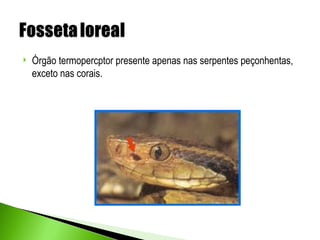   Órgão termopercptor presente apenas nas serpentes peçonhentas,
    exceto nas corais.
 