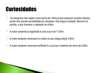    As serpentes não captam sons acima de 140hz já que possuem ouvidos internos,
    porém têm grande sensibilidade às vibrações. Sua língua é estreita, flexível e bi
    partida, o que favorece a captação do cheiro.

   A maior serpente já registrada é uma sucuri de 11,50m.

   A maior serpente venenosa é a cobra rei que chega atingir 4,50m.

   A maior serpente venenosa do Brasil é a surucucu medindo em torno de 3,60m.
 