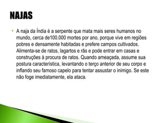    A naja da Índia é a serpente que mata mais seres humanos no
    mundo, cerca de100.000 mortes por ano, porque vive em regiões
    pobres e densamente habitadas e prefere campos cultivados.
    Alimenta-se de ratos, lagartos e rãs e pode entrar em casas e
    construções à procura de ratos. Quando ameaçada, assume sua
    postura característica, levantando o terço anterior de seu corpo e
    inflando seu famoso capelo para tentar assustar o inimigo. Se este
    não foge imediatamente, ela ataca.
 