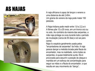 A naja africana é capaz de lançar o veneno a
uma distancia de até 2,40m.
Um grama de veneno da naja pode matar 150
pessoas.

A Naja-Indiana pode medir entre 1,8 a 2,2,e é
A fêmea põe 12 a 20 ovos, em um tronco oco ou
no solo. Ao contrário da maioria das serpentes, a
mãe naja protege os ovos durante todo o período
de incubação (cerca de 50 dias) e só sai para
comer.
Naja é a espécie geralmente usada pelos
"encantadores de serpentes" da Índia. A naja
parece dançar a melodia tocada pela flauta do
encantador, mas na realidade, como todas as
serpentes, é quase totalmente surda. Ela é
provocada para assumir a posição de ataque e
mantida em um esforço de concentração para
seguir as mãos e a flauta do encantador, o que
resulta em seu movimento de “dança”.
 