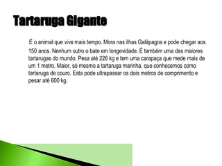 Tartaruga Gigante
  É o animal que vive mais tempo. Mora nas ilhas Galápagos e pode chegar aos
  150 anos. Nenhum outro o bate em longevidade. É também uma das maiores
  tartarugas do mundo. Pesa até 226 kg e tem uma carapaça que mede mais de
  um 1 metro. Maior, só mesmo a tartaruga marinha, que conhecemos como
  tartaruga de couro. Esta pode ultrapassar os dois metros de comprimento e
  pesar até 600 kg.
 