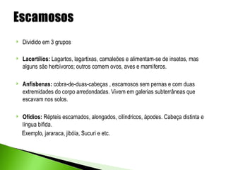    Dividido em 3 grupos

   Lacertílios: Lagartos, lagartixas, camaleões e alimentam-se de insetos, mas
    alguns são herbívoros; outros comem ovos, aves e mamíferos.

   Anfisbenas: cobra-de-duas-cabeças , escamosos sem pernas e com duas
    extremidades do corpo arredondadas. Vivem em galerias subterrâneas que
    escavam nos solos.

   Ofídios: Répteis escamados, alongados, cilíndricos, ápodes. Cabeça distinta e
    língua bífida.
    Exemplo, jararaca, jibóia, Sucuri e etc.
 