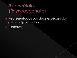  Representados por duas espécies do
  gênero Sphenodon :
 Tuataras.
 