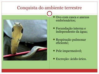 Conquista do ambiente terrestre
Ovo com casca e anexos
embrionários;
Fecundação interna e
independente da água;
Respiração pulmonar
eficiente;
Pele impermeável;
Excreção: ácido úrico.
 