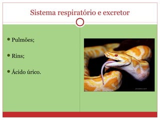 Sistema respiratório e excretor
Pulmões;
Rins;
Ácido úrico.
 