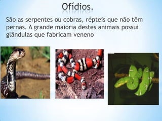 São as serpentes ou cobras, répteis que não têm
pernas. A grande maioria destes animais possui
glândulas que fabricam veneno

 