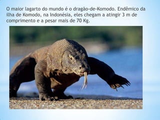 O maior lagarto do mundo é o dragão-de-Komodo. Endêmico da
ilha de Komodo, na Indonésia, eles chegam a atingir 3 m de
comprimento e a pesar mais de 70 Kg.

 
