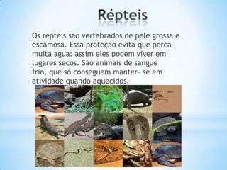 Os repteis são vertebrados de pele grossa e
escamosa. Essa proteção evita que perca
muita agua: assim eles podem viver em
lugares secos. São animais de sangue
frio, que só conseguem manter- se em
atividade quando aquecidos.

 