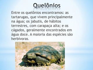 Entre os quelônios encontramos: as
tartarugas, que vivem principalmente
na água; os jabutis, de hábitos
terrestres, com carapaça alta; e os
cágados, geralmente encontrados em
água doce. A maioria das espécies são
herbívoras.

 