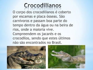 O corpo dos crocodilianos é coberto
por escamas e placa ósseas. São
carnívoros e passam boa parte do
tempo dentro da água ou na beira de
rios, onde a maioria vive.
Compreendem os jacarés e os
crocodilos, sendo que estes últimos
não são encontrados no Brasil.

 