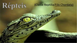 (Classe Reptilia/Filo Chordata)
 