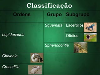 Ordens Grupo Subgrupo 
Lepidosauria 
Squamata Lacertílios 
Ofídios 
Sphenodontia 
Chelonia 
Crocodilia 
 